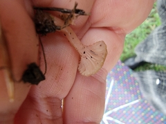 Contumyces rosellus