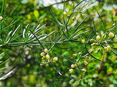 Asparagus verticillatus