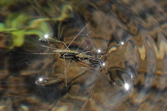 Aquarius ventralis