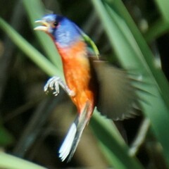 Passerina ciris ciris