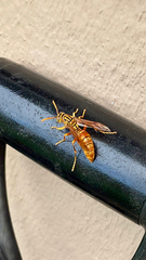 Polistes olivaceus