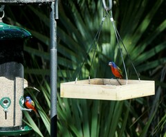 Passerina ciris ciris