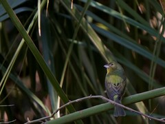 Passerina ciris ciris