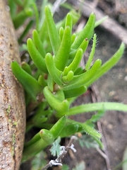 Dudleya variegata