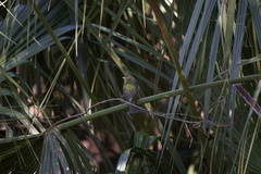 Passerina ciris ciris