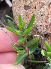 Dudleya variegata