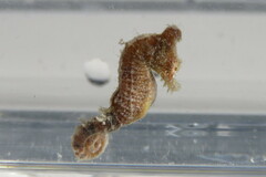 Hippocampus zosterae