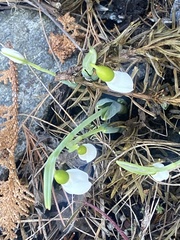 Galanthus elwesii