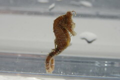 Hippocampus zosterae