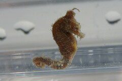 Hippocampus zosterae