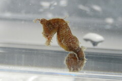 Hippocampus zosterae