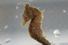 Hippocampus zosterae