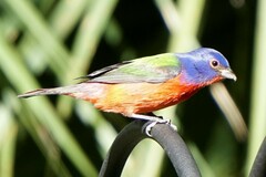 Passerina ciris ciris