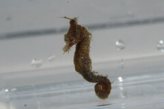 Hippocampus zosterae