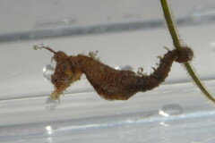 Hippocampus zosterae