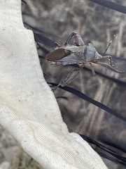 Pachylis nervosus