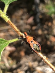 Gminatus