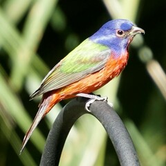 Passerina ciris ciris