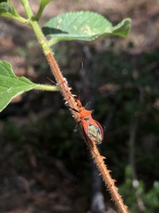 Gminatus