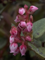 Vaccinium floribundum