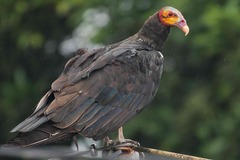 Cathartes melambrotus