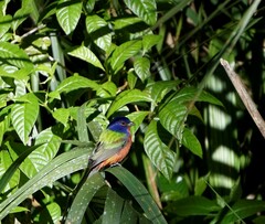 Passerina ciris ciris