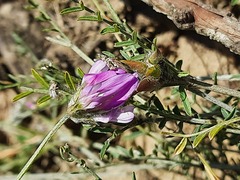 Astragalus bungeanus