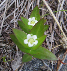 Moehringia macrophylla