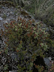 Vaccinium floribundum