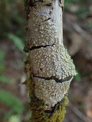 Thelotrema