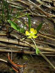 Ranunculus alismifolius