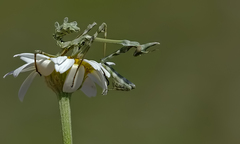 Empusa fasciata