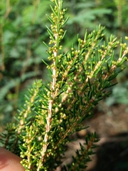 Erica scoparia