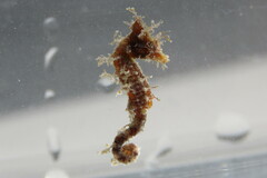 Hippocampus zosterae