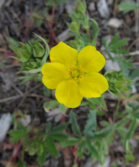 Potentilla glaucophylla