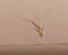 Rytidosperma setaceum