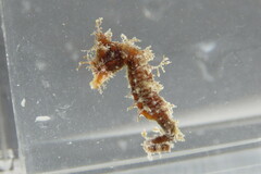 Hippocampus zosterae