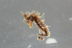 Hippocampus zosterae