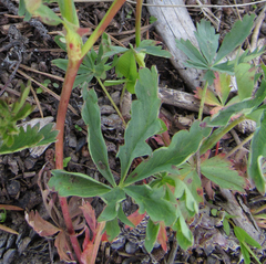 Potentilla glaucophylla