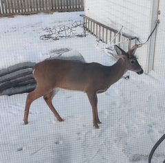 Odocoileus virginianus
