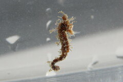 Hippocampus zosterae