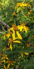 Bidens reptans