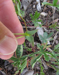 Potentilla glaucophylla