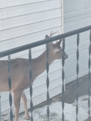 Odocoileus virginianus