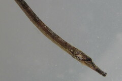 Syngnathus