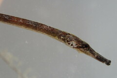 Syngnathus
