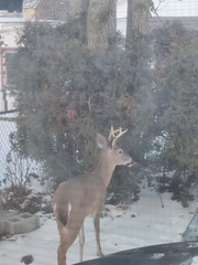 Odocoileus virginianus