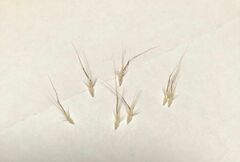 Rytidosperma setaceum