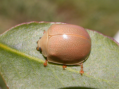 Paropsisterna crocata