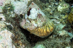 Dardanus lagopodes